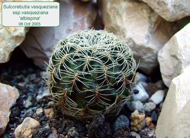 Sulcorebutia _vasqueziana_ ssp.vasqueziana 'albispina' 01